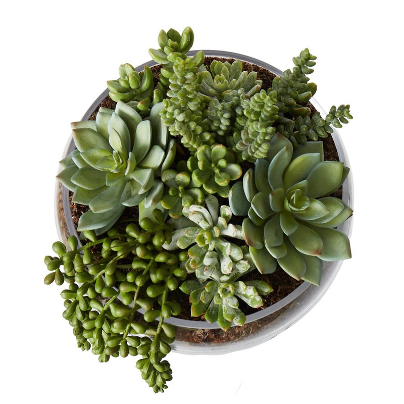Succulent Mix Scarlett Bowl Green Small - Glass